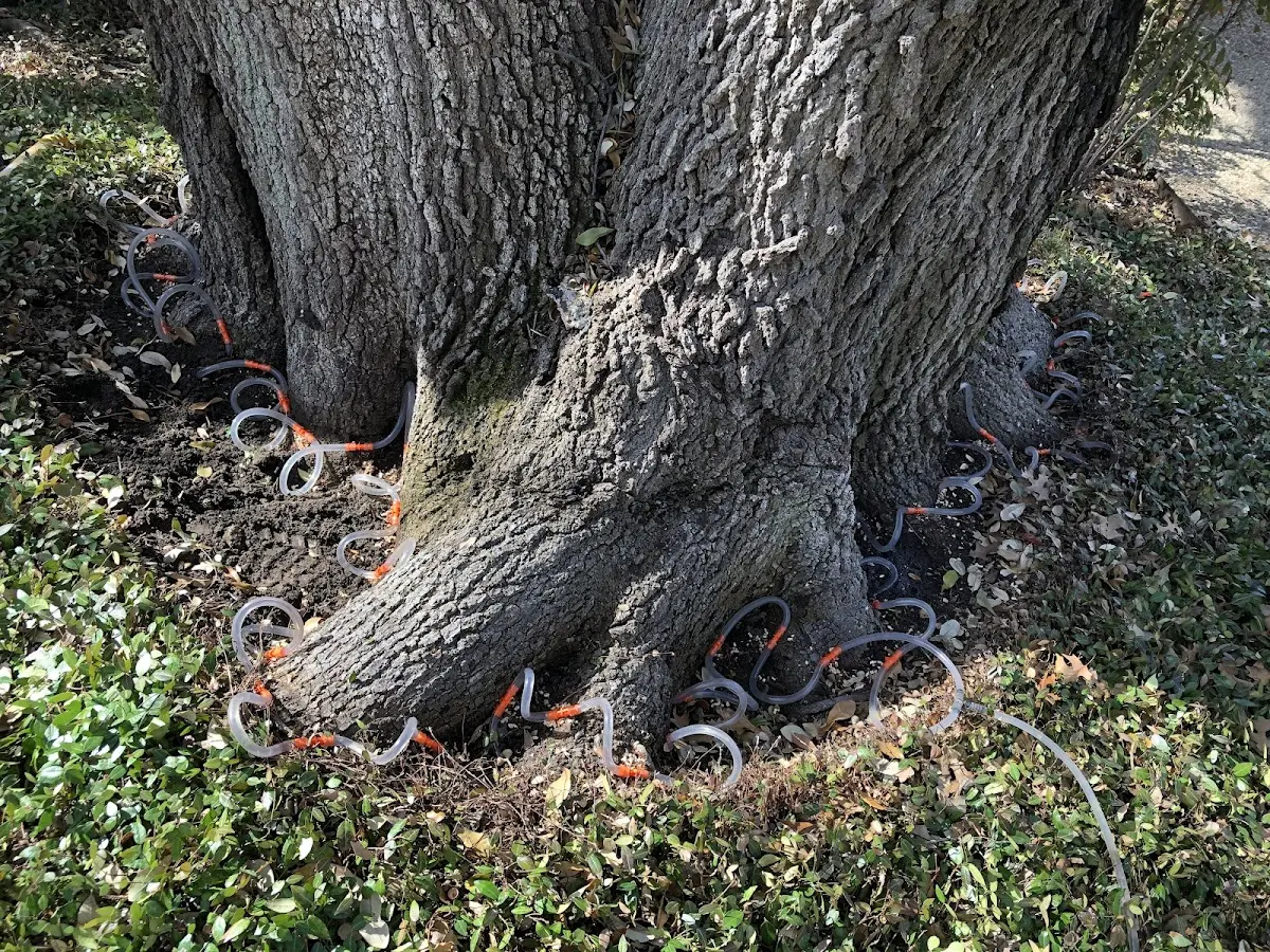 Detailed Tree Cabling and Bracing job site in Christiana
