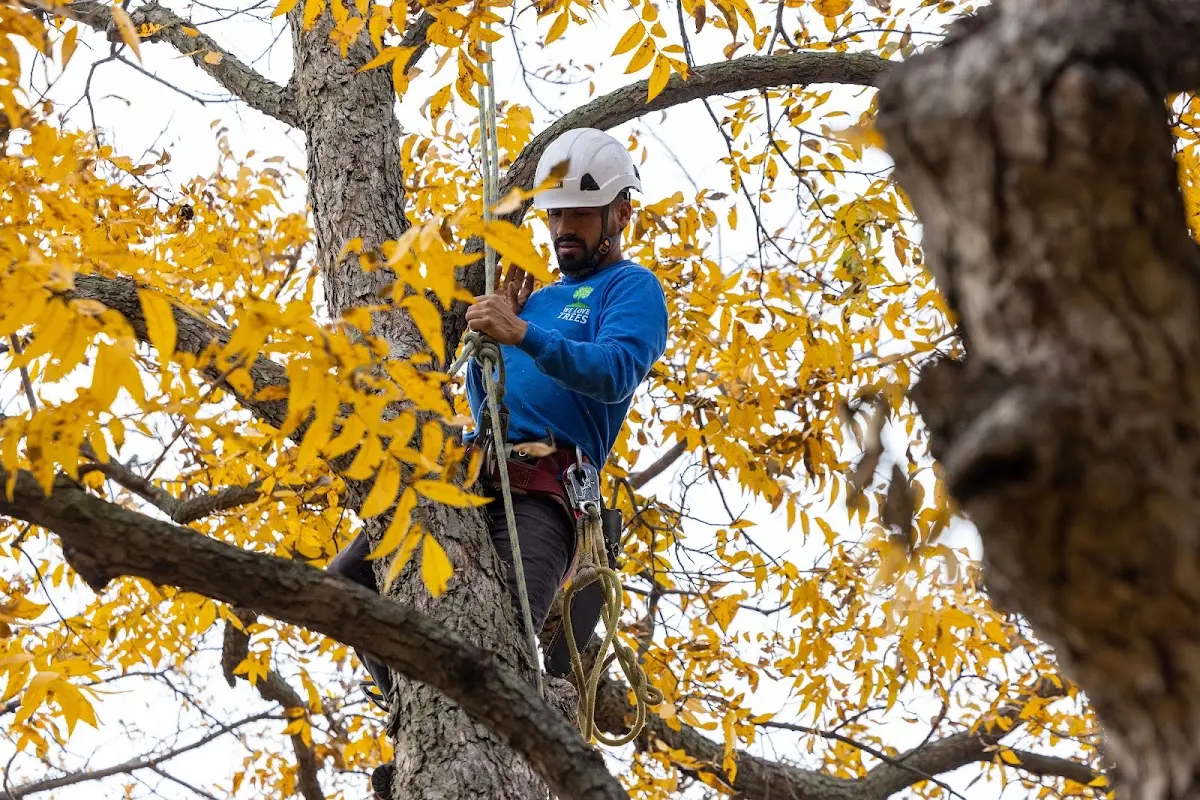 Skilled Tree Pruning crew working in Christiana