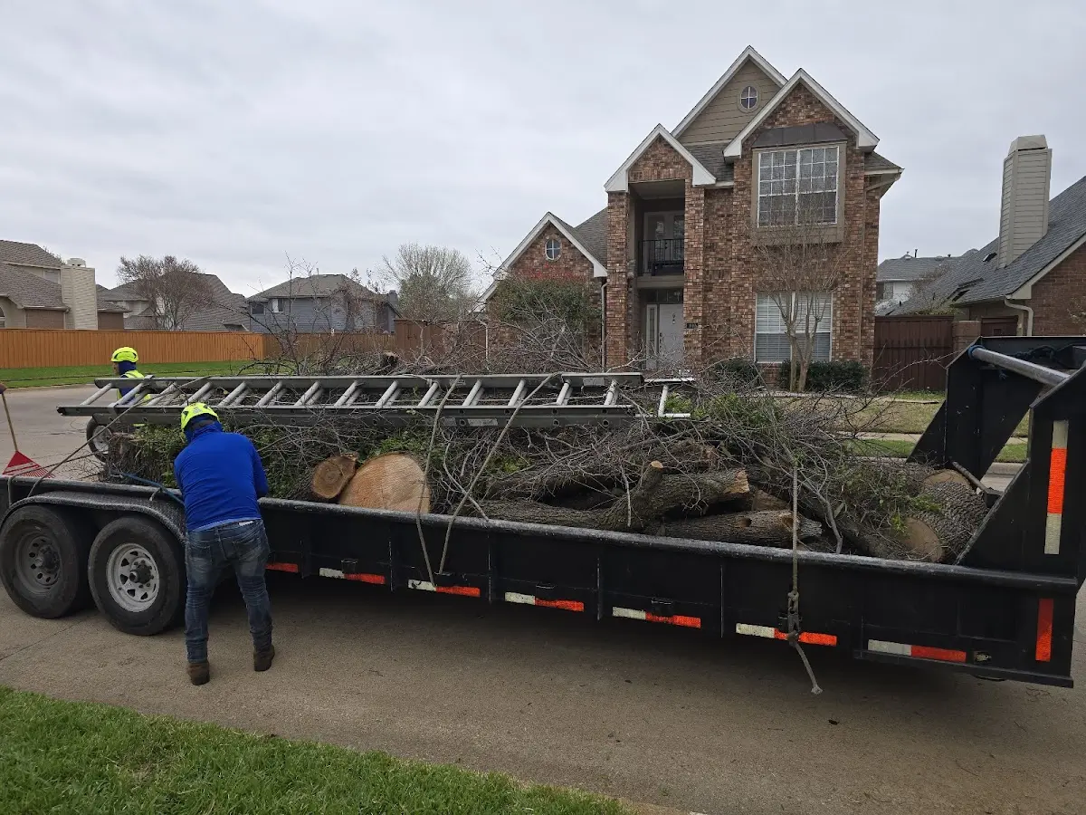 Expert Tree Pest Control with proper safety equipment in Christiana